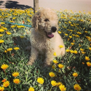 Goldendoodles in California: A Perfect Blend of Joy and Companionship