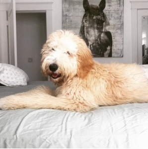English Cream Goldendoodle: Elegance in Canine Companionship